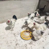 تخم مرغ برهما|حیوانات مزرعه|قائم‌شهر, |دیوار