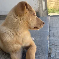 پیت بول