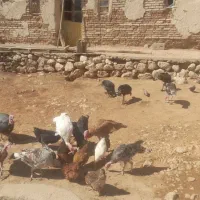 فروش ۱۰ بوقلمون بومی ۷تا ماده ۳ تا نر|حیوانات مزرعه|اردل, |دیوار