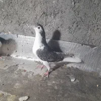 کبوتر قلدور و پرشی