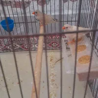 یک جفت فنج زبرا