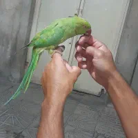 طوطی ملنگو