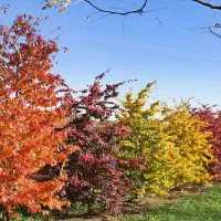 فروش نهال درخت انجیلی