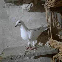 کبوتر المانی|پرنده|فردوس (خراسان), |دیوار