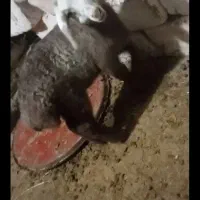 یک راس بره شیری نژادفومن