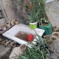 تعداد زیادی گل طبیعی حراج شد با تخفیف|گل و گیاه طبیعی|شیراز, سایت اداری|دیوار