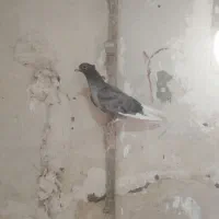 پرنده|پرنده|آغاجاری, |دیوار