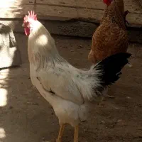 تعدادی مرغ و خروس به فروش میرسد|حیوانات مزرعه|زرندیه, |دیوار