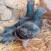 سبز پولک جوانه