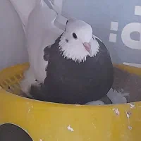 طوقی سرکه ای