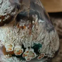 شجر کلکسیونی فردوس خاص ترین شجر ایران|کلکسیون اشیاء عتیقه|خرمآباد, |دیوار