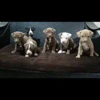 توله پیت بول اصیل|سگ|تهران, خانیآباد|دیوار