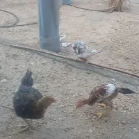 مرغ و جوجه لاری