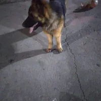 سگ ژرمن شپرد اصل مو بلند ماده