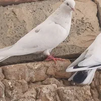 کبوتر|حیوانات|سلماس, |دیوار