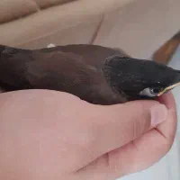 جوجه مینا|پرنده|مشهد, چاهشک|دیوار