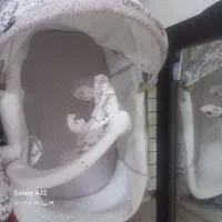 گهواره نونو