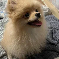 سگ پامرین|سگ|ری, اقدسیه|دیوار