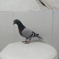 کفتر صید ۶عددنر قلدور|پرنده|مشهد, شهید قربانی|دیوار