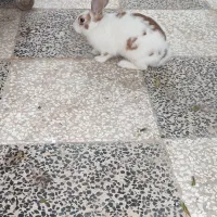 خرگوش