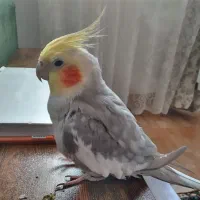 عروس هلندی سخنگو|پرنده|رشت, پیرکلاچای|دیوار