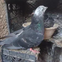 کفتر یا کبوتر نروماده جوجه دار|پرنده|پاکدشت, پاکدشت (مامازند)|دیوار
