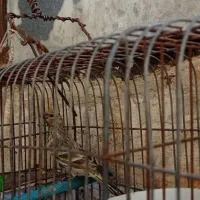 چندعددتهرانی خوب وجوجه گلبسر وجوجه سهره|پرنده|نورآباد, |دیوار