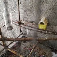 جفت مولد فنچ زبرا