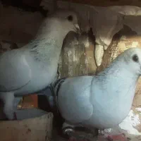 آلمانی ورنگه