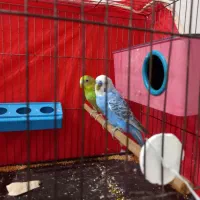 مرغ عشق نرو ماده|پرنده|گرگان, |دیوار