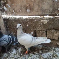 کبوتر. کفتر. پرنده