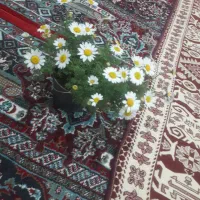 گل زیبای بابونه در گلدان