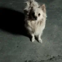 فروش و واگذاری فوری|سگ|یزد, |دیوار