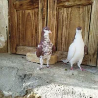 فروش کبوتر خوشرنگ و سینه ای|پرنده|فولادشهر, زاینده رود|دیوار