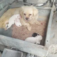 چند اا سگ پامر با توله ها پامر