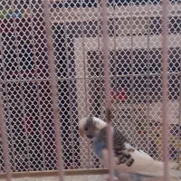 مرغ عشق نر آواز خوان