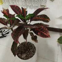 گل طبیعی زیبا|گل و گیاه طبیعی|شیراز, شاه قلی بیگی|دیوار