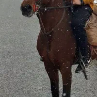 دو عدد اسب|اسب و تجهیزات اسب‌سواری|اهر, |دیوار