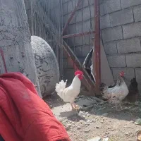 مرغ محلی تخم گذار وکرچ