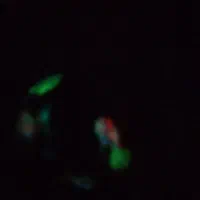 گوهرشب تاب طبیعی|جواهرات|تهران, آذربایجان|دیوار