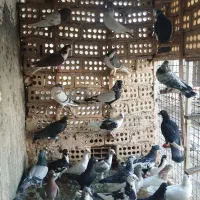 ۳۲عدد حیوون قلدور پرشی|پرنده|فریمان, |دیوار