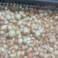 پیاز غده