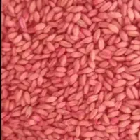 گندم