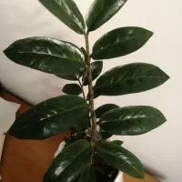 گل طبیعی زاموفیلیا|گل و گیاه طبیعی|شیراز, باغ تخت|دیوار