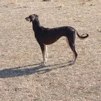 توافقی|سگ|تکاب, |دیوار