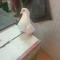 پرنده