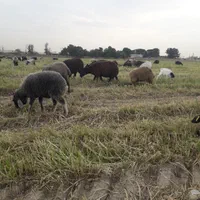 گوسفند زنده با قصاب مجرب