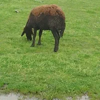 گوسفند افشاری