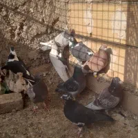 کبوتر پرشی|پرنده|میان جلگه, |دیوار