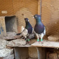 کفتر پرشی وجفتگاه|پرنده|تربتحیدریه, باغ ملی|دیوار